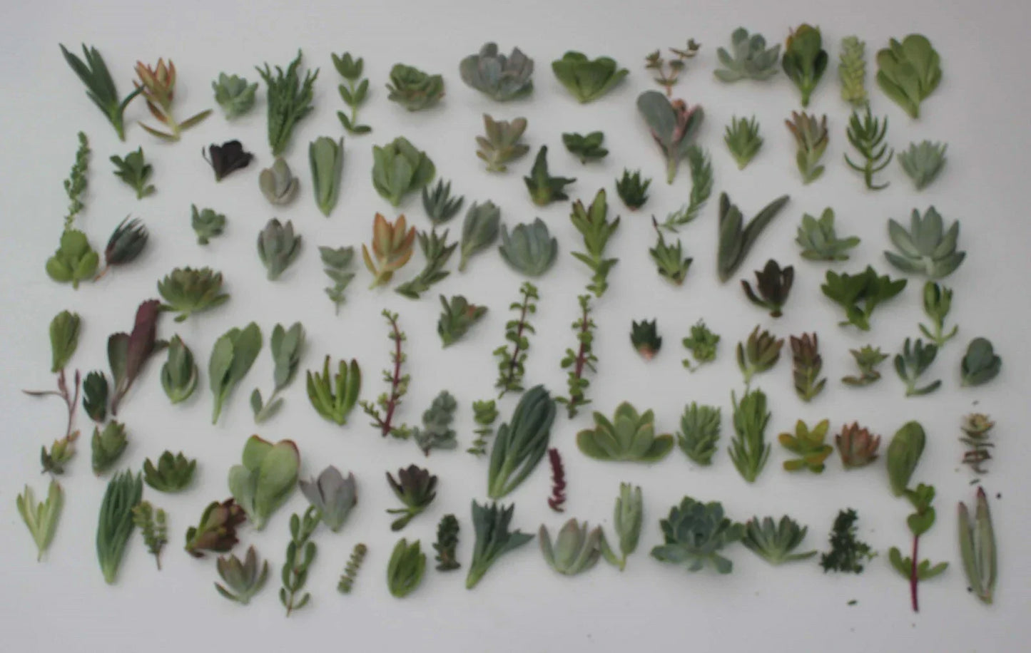 Succulent Cuttings Collection – 30 Varieties for Gardening & Home Decor – JIIMZ Succulents – Easy Care Indoor Plants