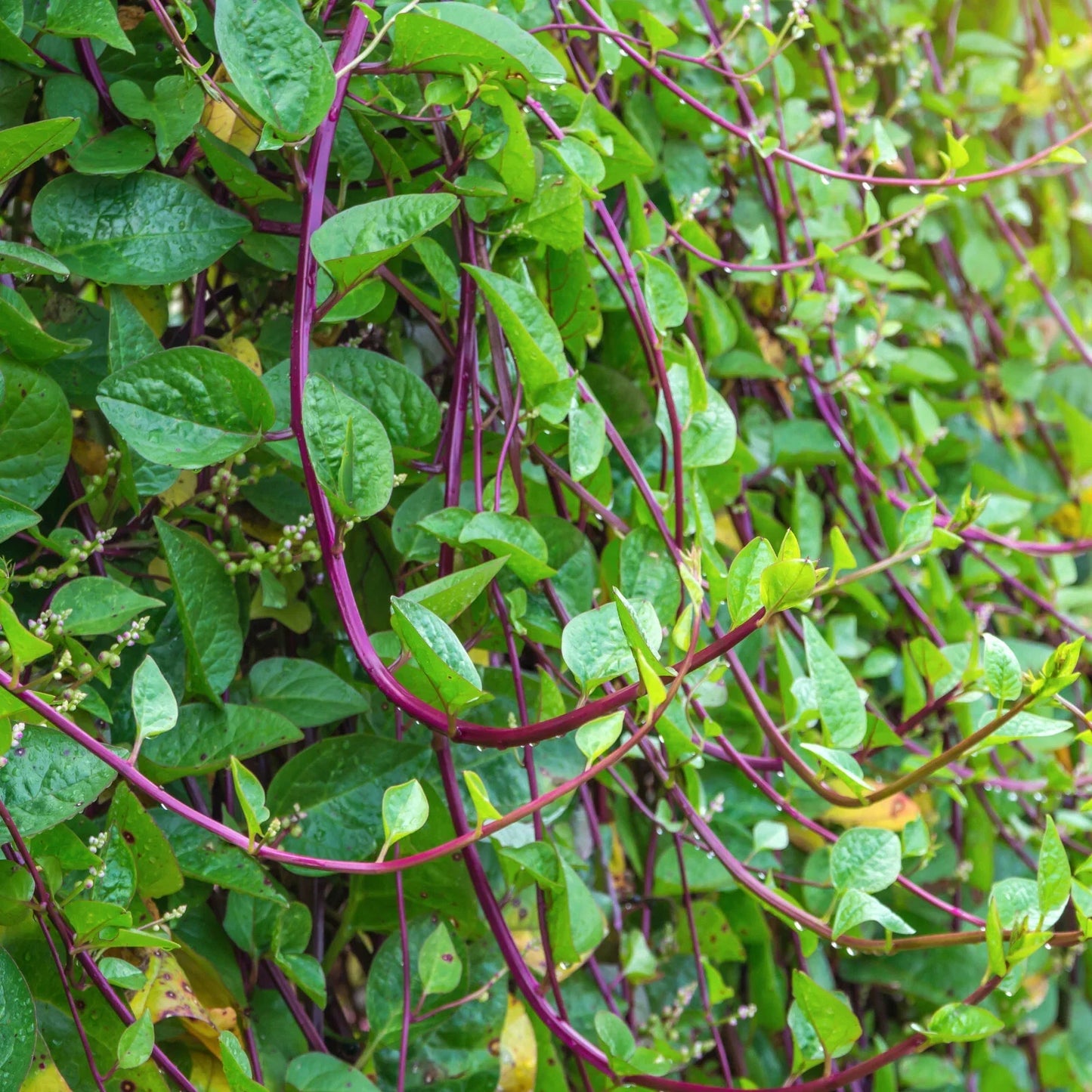 Red Stem Malabar Spinach Seeds, Basella Alba Rubra, Heirloom, Vining, Green Vegetable, Garden Seeds, Warm Climate Planting