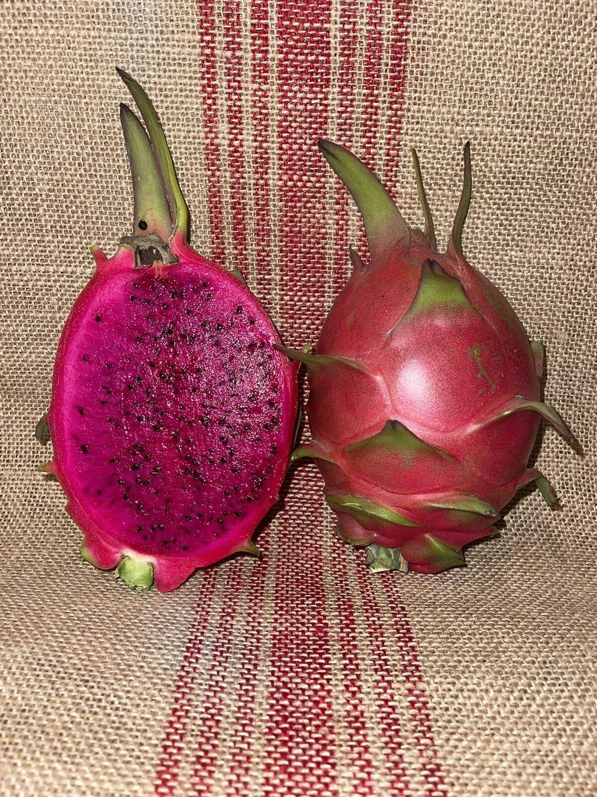 Mature Dragon Fruit Cuttings - Natural Mystic Variety - Hylocereus undatus - Edible Fruit Cactus for Garden or Home Cultivation