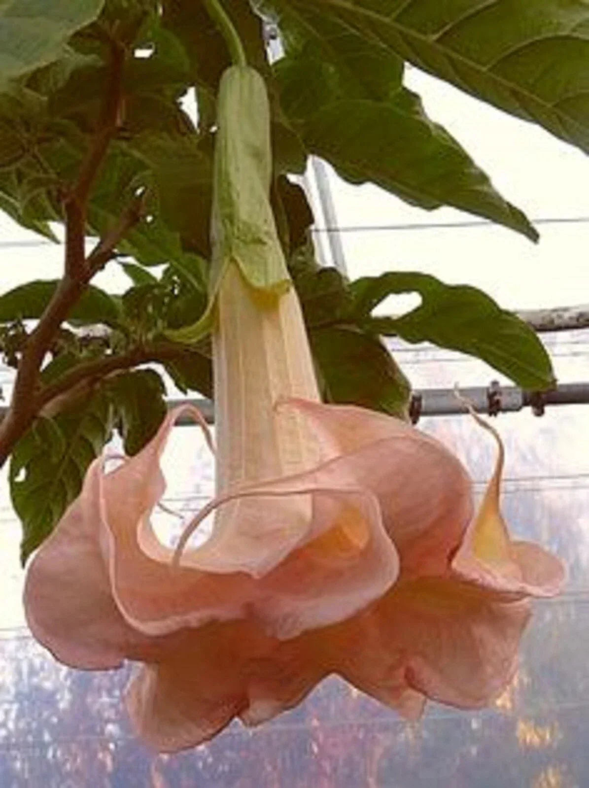 Cantaloupe Angel Trumpet Seeds - Brugmansia Datura Exotic Flower Seeds for Garden, Container, Landscape, Pollinator Attracting