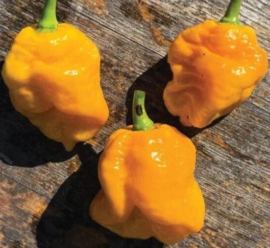 Yellow Tobago Scotch Bonnet Pepper Seeds - 20 Premium Capsicum chinense Seeds for Spicy Caribbean Cuisine, Grow Your Own Hot Peppers