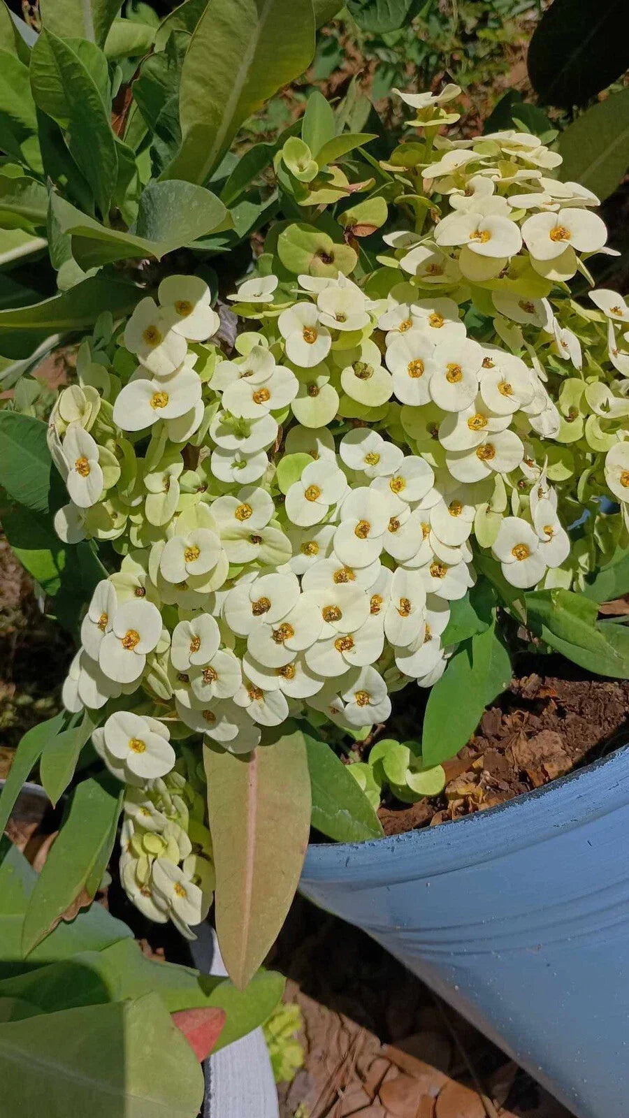White Crown of Thorns Cutting with Yellow Center, Euphorbia milii, Indoor/Outdoor Drought-Tolerant Plant, Succulent Propagation, Easy Care