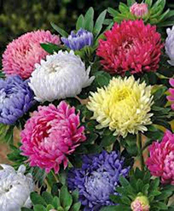Aster Seeds 100 Pack - Giants of California Vivid Blooming Flowers - Asteraceae