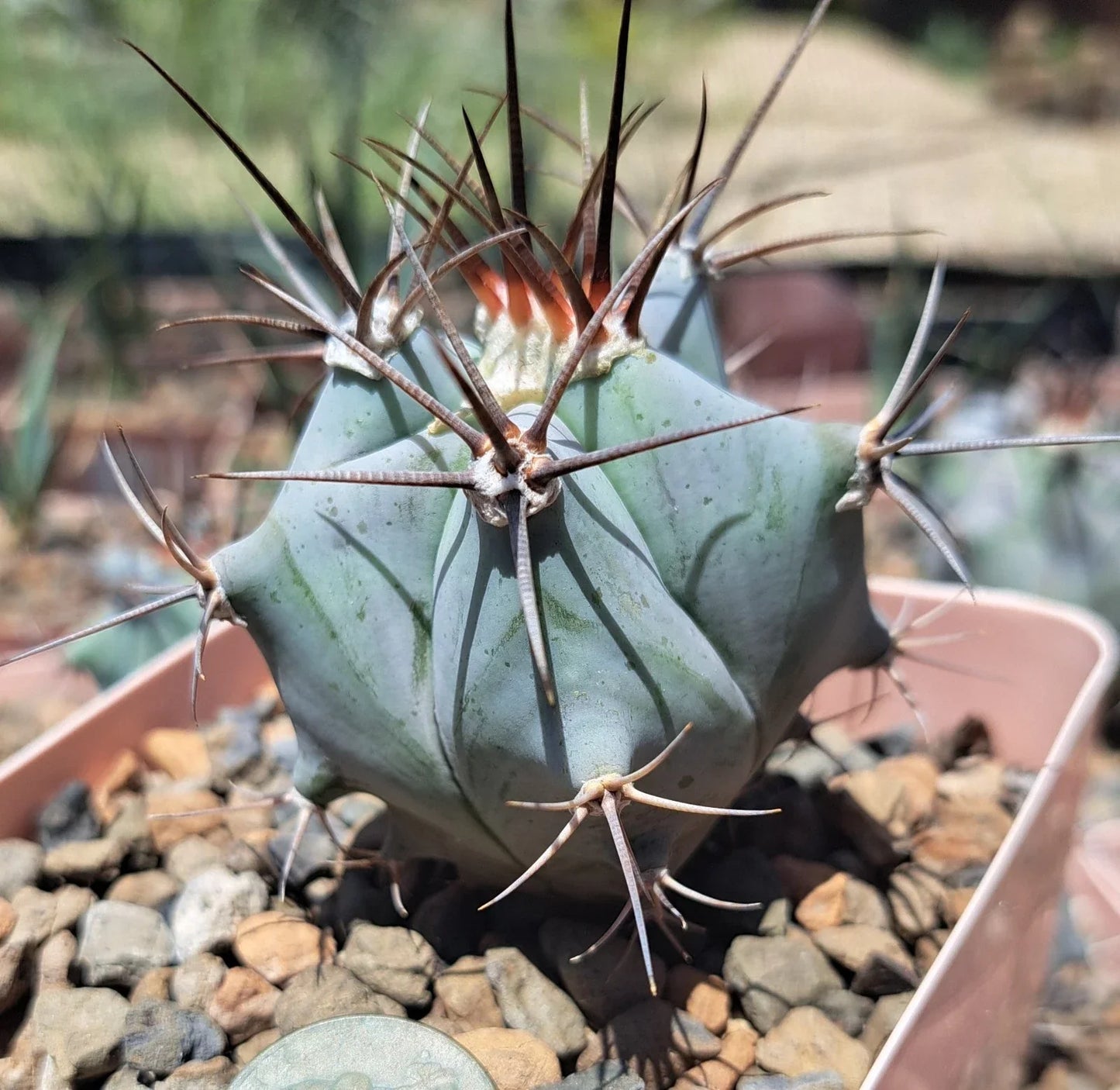 Echinocactus Platyacanthus Bare Root Cactus Plant - Golden Barrel Succulent for Indoor Outdoor Gardens