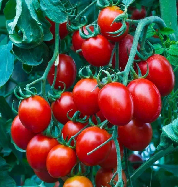 Cherry Tomato Seeds - Small Red Heirloom, Indeterminate, Non-GMO, 100 Seeds for Container Gardening & Small Spaces, Solanum lycopersicum