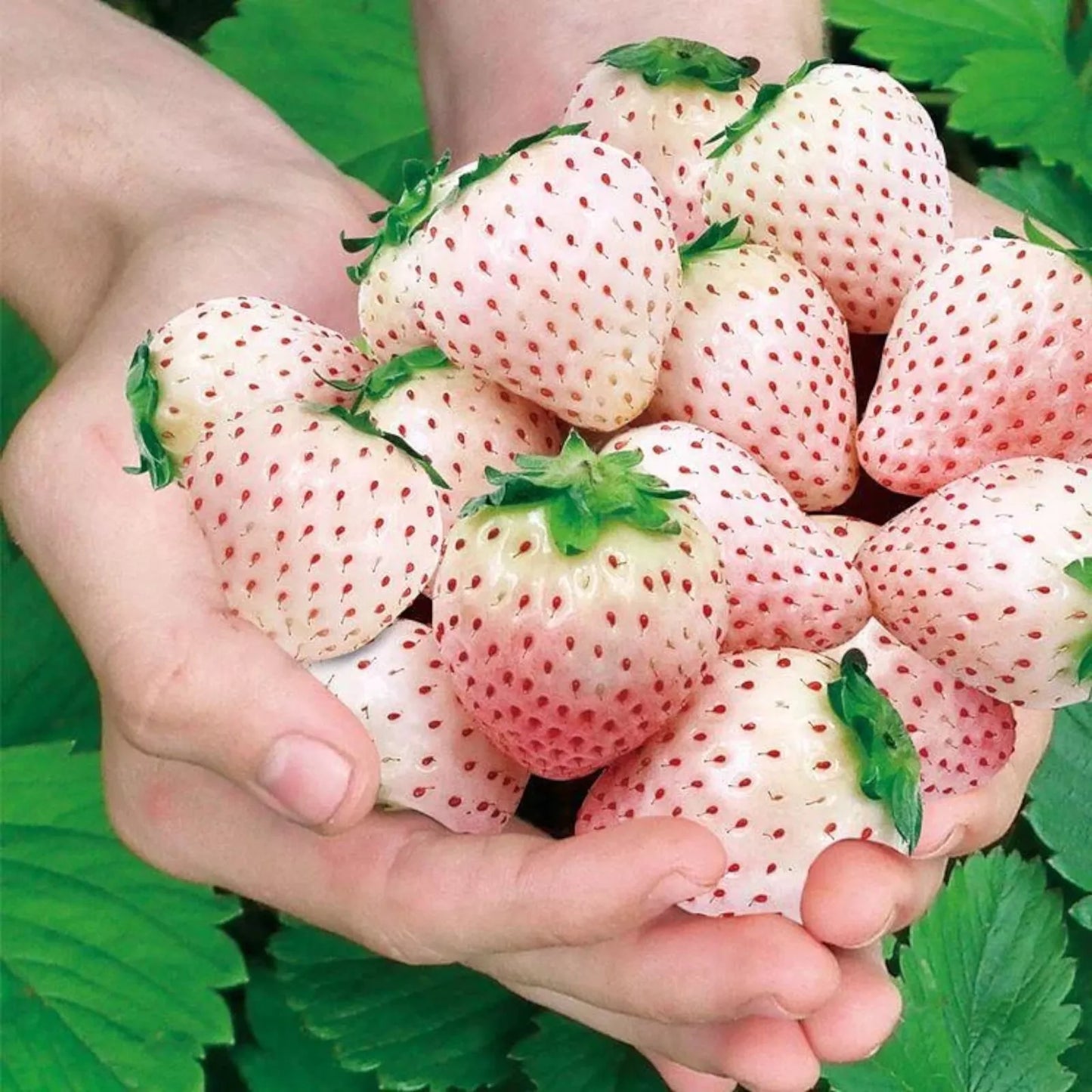 Rare Milk Strawberry Seeds - 200pcs Non-GMO Fragaria vesca Perennial Herb for Garden, Containers, and Pollinator Attraction
