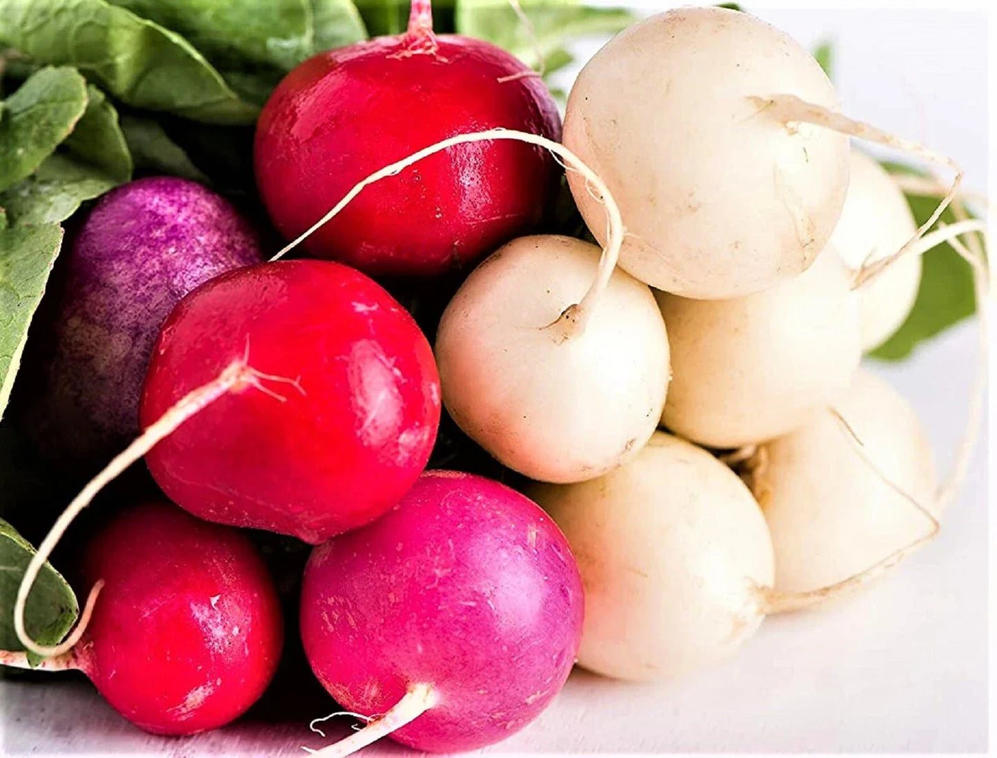 Easter Egg Radish Seeds Pack of 200+ Non-GMO Raphanus sativus for Home Garden, Salad, Garnish