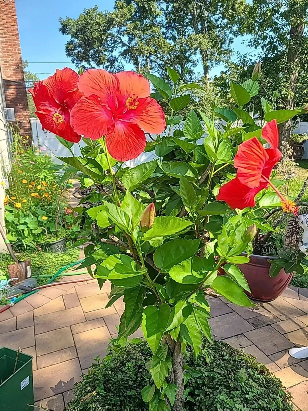 Tropical Hibiscus Plant Cuttings 4-Pack, Hibiscus rosa-sinensis, Vibrant Flowering Garden Plants, Easy to Root, Landscape and Outdoor Decor
