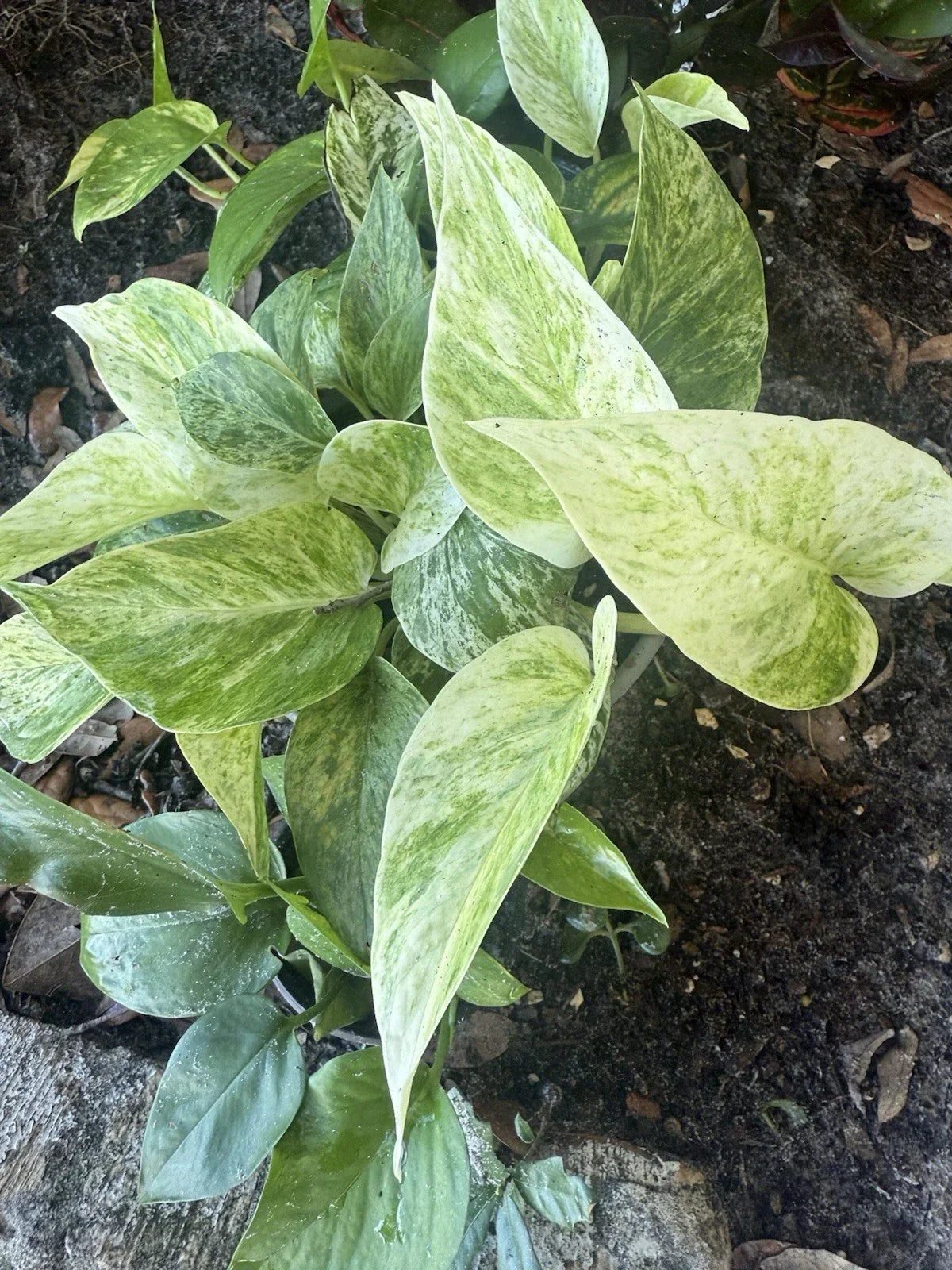 5 Assorted Pothos Cuttings Bundle - Golden, Jade, Snow Queen, Summer Night - Epipremnum aureum Indoor Plants for Beginners