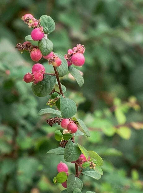 Red Snowberry Starter Plant - Ornamental Bush with Red Berries, Symphoricarpos albus var. laevigatus, Potted, Deciduous Shrub