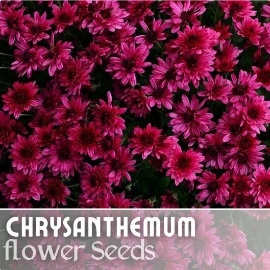 Raspberry Twilight Mum Seeds - 200+ Chrysanthemum morifolium Flower Seeds for Fall Garden, Borders, Containers