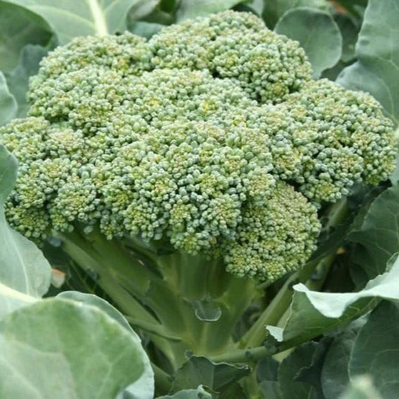 Calabrese Broccoli Seeds - 1000+ Premium Green Sprouting Brassica oleracea Seed Packet for Home Gardening & 2025 Planting