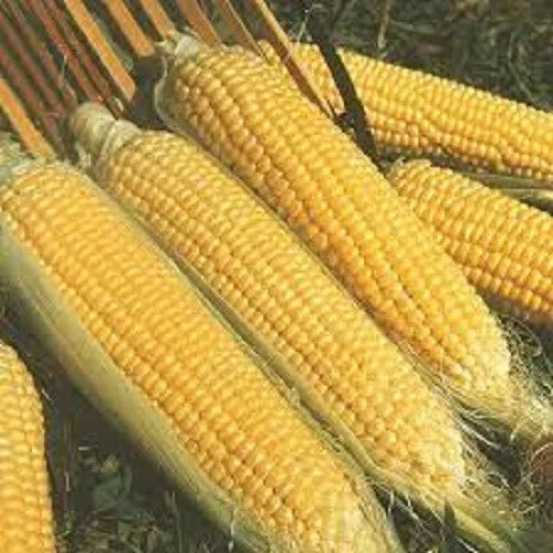 Premium Kandy Korn SE Sweet Corn Seeds - Zea mays, Non-GMO, High-Yield, Golden Kernels, Home Garden, Fresh, Easy to Grow