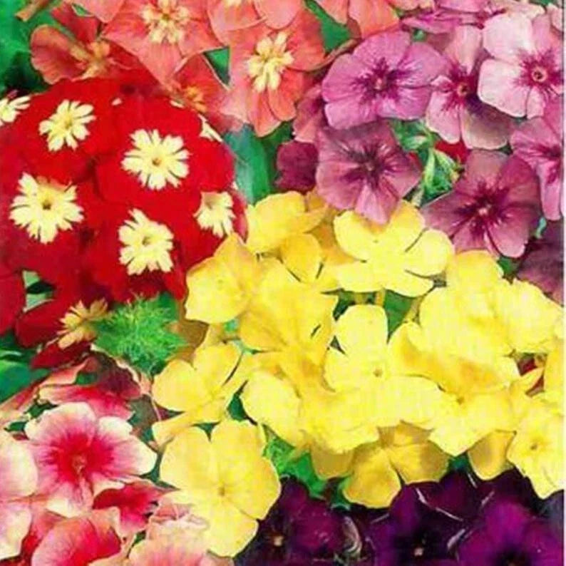 50 Dwarf Mix Phlox Seeds | Perennial Flower Seeds for Butterfly Gardens | Phlox subulata | Non-GMO US Seller