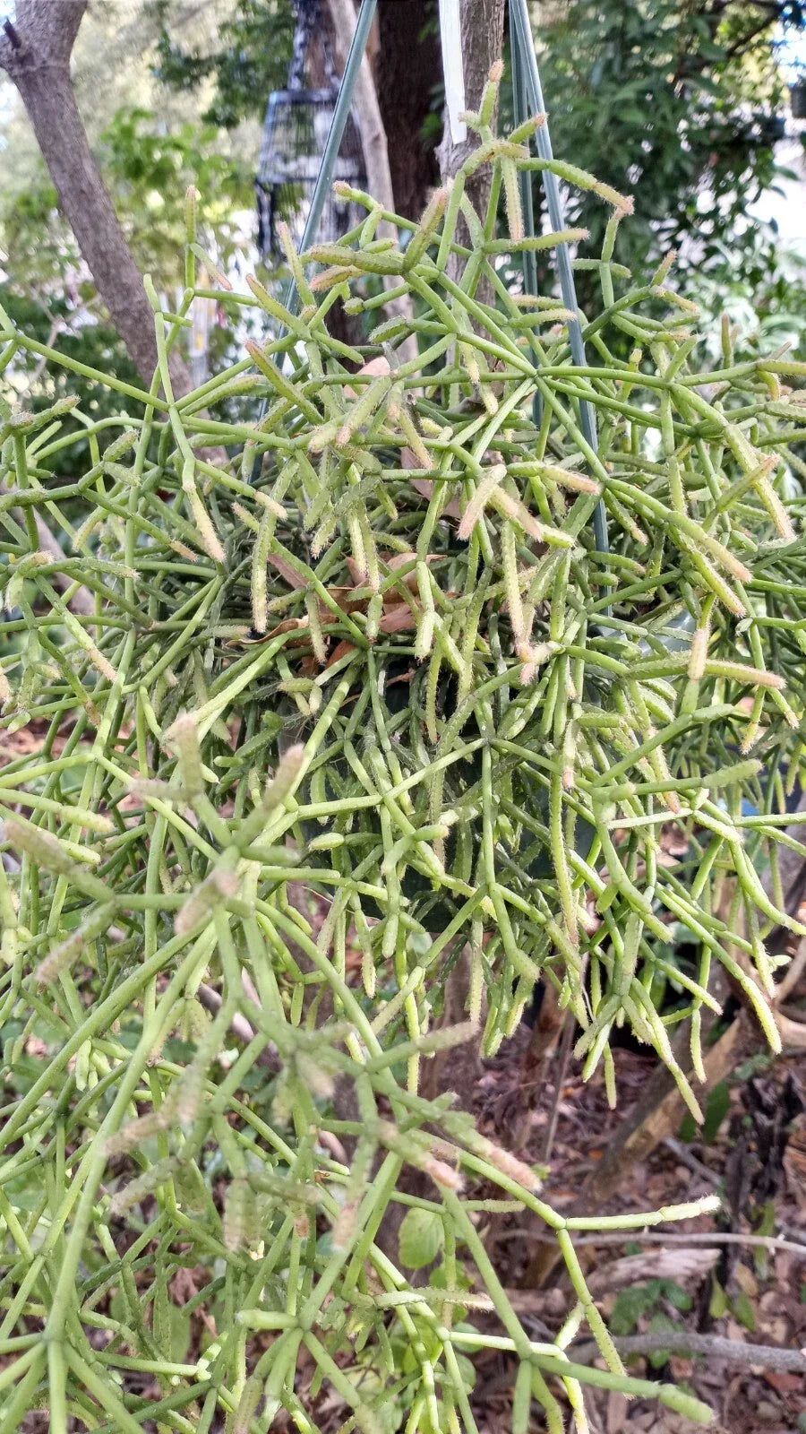 Rhipsalis teres prismatica Cuttings – 4-Inch Rare Orchid Cactus Succulent Plant – Unique HTF Indoor Garden, Terrarium, Easy Care