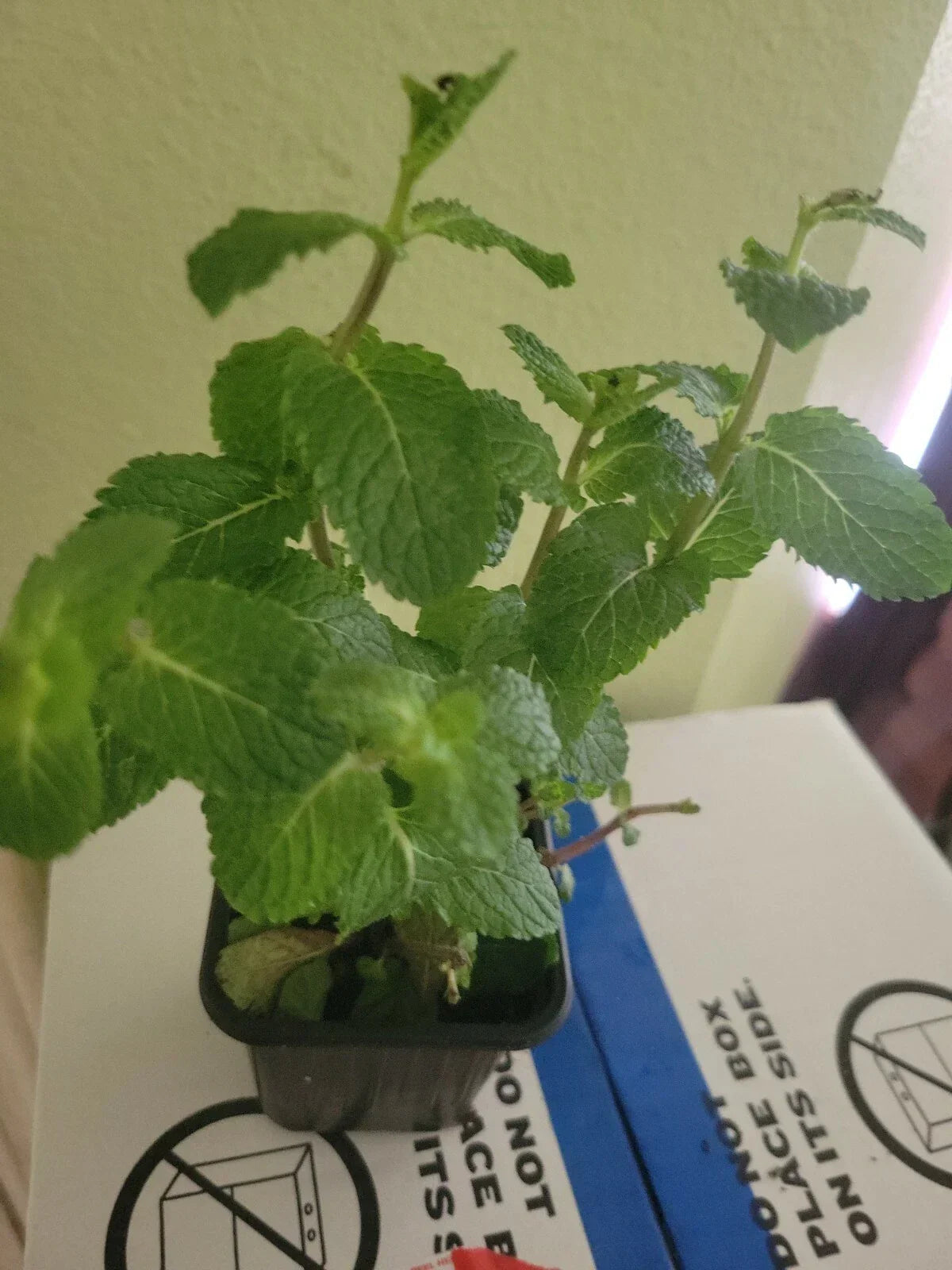 Organic Live Mint Plant - Frost Tolerant, Fragrant Evergreen - Mentha spicata - Perfect for Culinary Uses and Teas