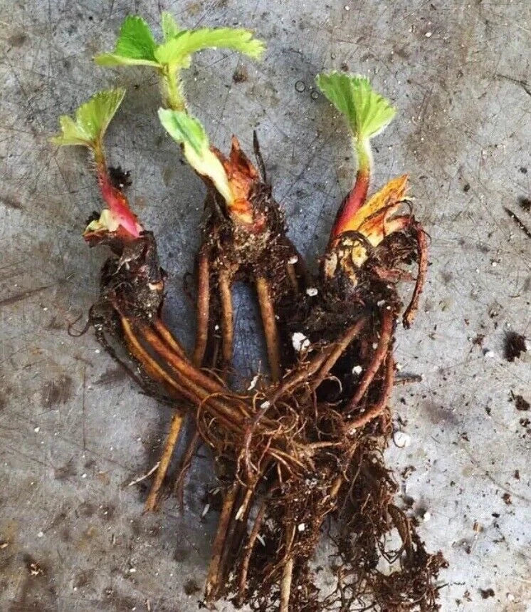 Seascape Strawberry Plants - Certified Organic Everbearing Fragaria × ananassa - 50 Bare-Root Plants