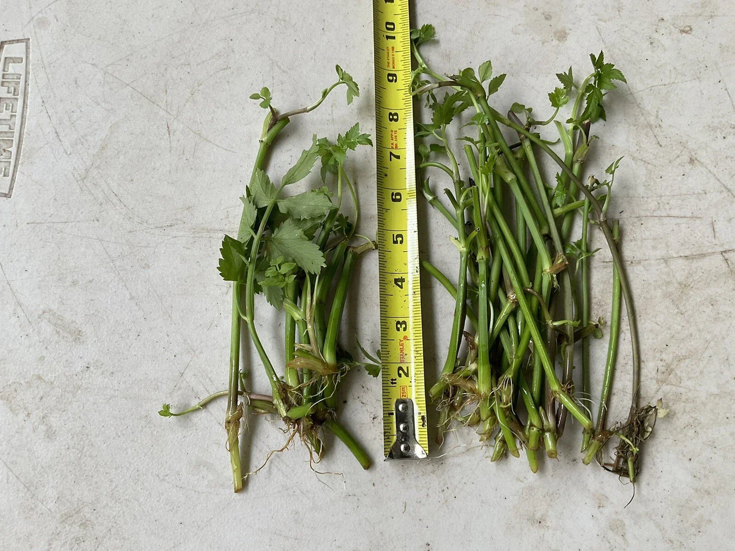 12 Bare Roots Oenanthe javanica Minari Water Dropwort Edible Culinary Herb for Gardens and Water Features