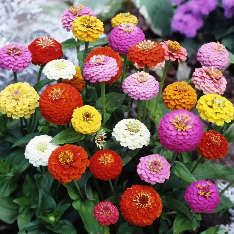 Zinnia Seeds Mix - 100+ Sprite Variety Colorful Garden Flowers - Zinnia elegans - Annual for Beds & Containers