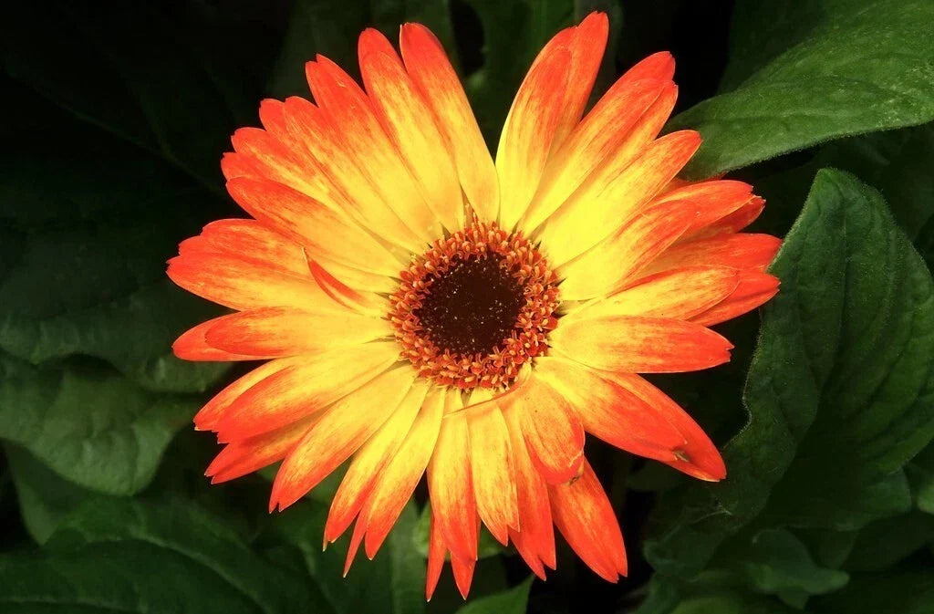 Sunburst Gerbera Daisy Seeds Pack of 200+ | Vibrant Yellow Flowers | Gerbera jamesonii for Garden, Border & Container Planting