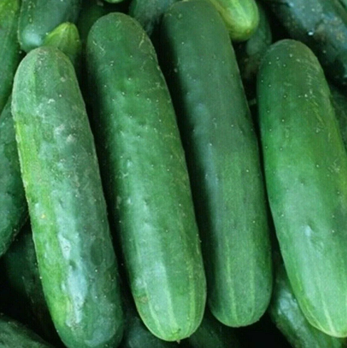 Poinsett 76 Cucumber Seeds – Vegetable Garden, Pickling & Slicing, Cucumis sativus, 50+ Seeds