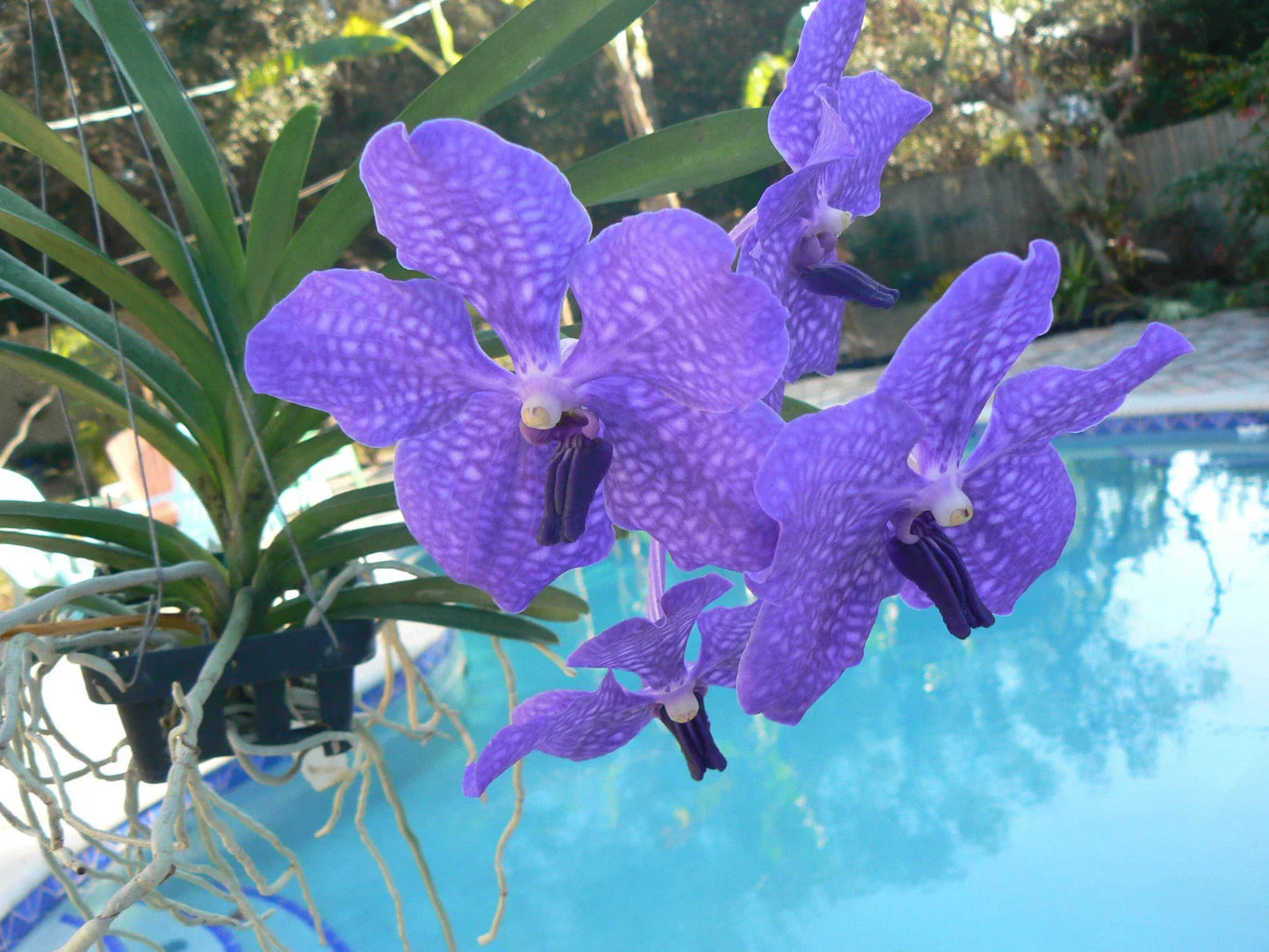 Vanda Orchid Pachara Delight Blue Purple Spike | Exotic Tropical Plant in 6-Inch Pot, Indoor Outdoor, Air-Purifying