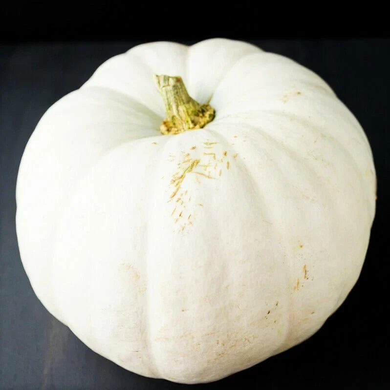 White Queen Pumpkin Seeds - Casper Ghost Lumina Polar Bear Variety, Heirloom Seeds for Planting, Non-GMO, 15 Seeds