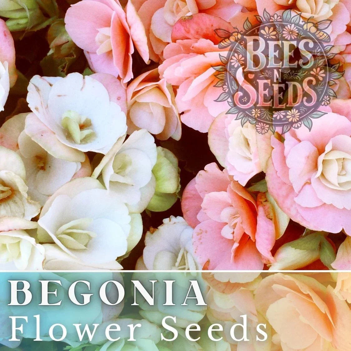 Begonia Seeds, Blush Bouquet Mix, Non-GMO, Begonia semperflorens, Flower Seeds for Gardens & Containers, 45 or 125 Seeds