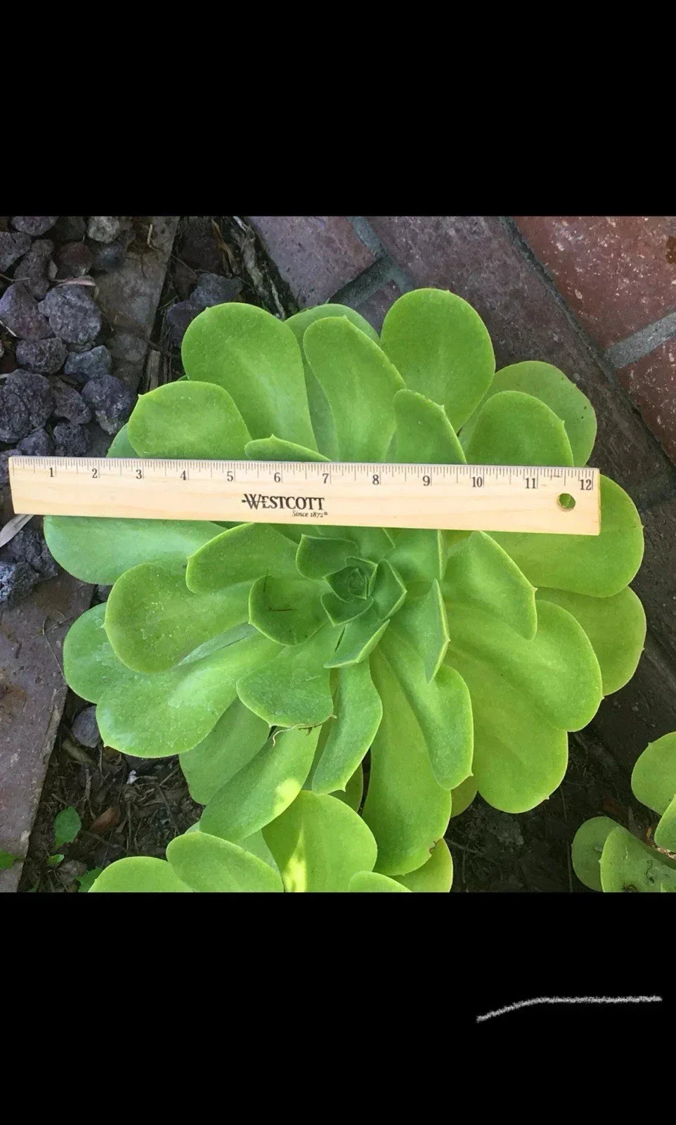 Succulent Cutting 6-12" Aeonium Arboreum Rosettes Cactus Rose Plant, Succulent Garden, Low Maintenance, Desert Plant