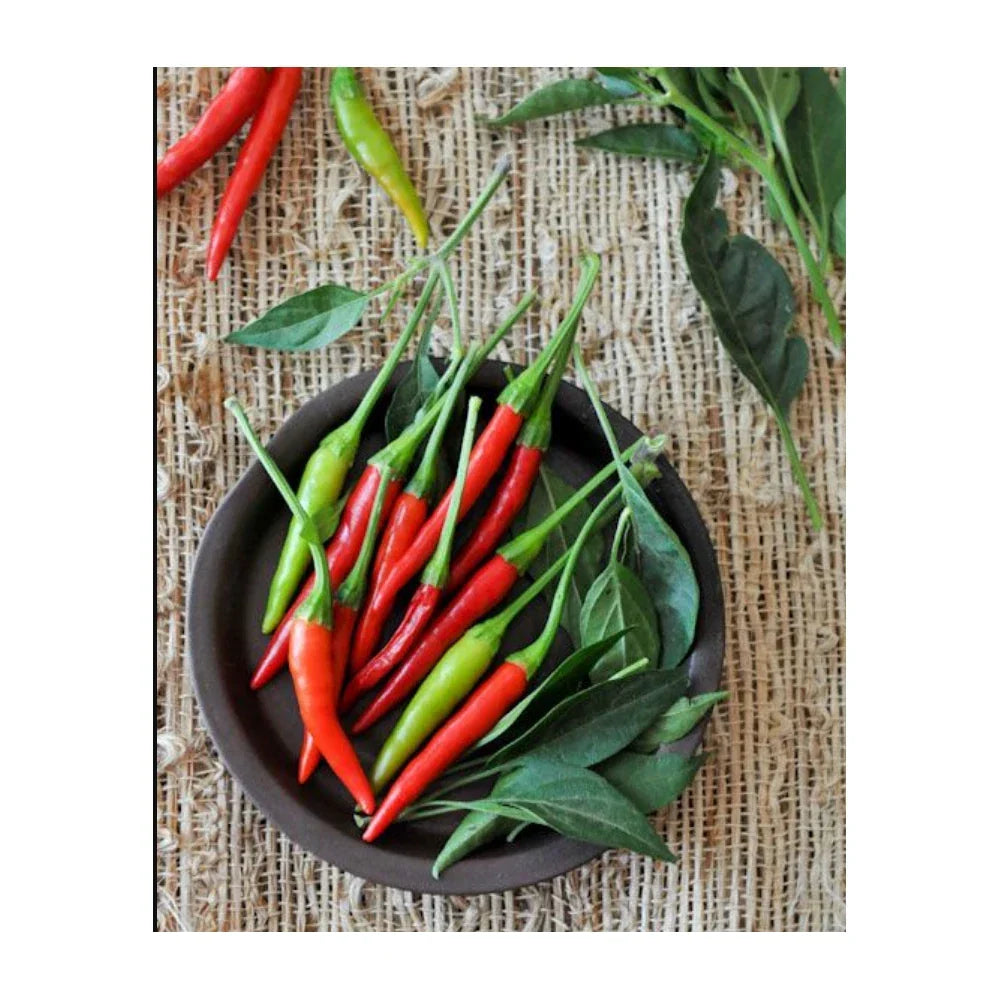 Thai Prik-Mun Pepper Seeds – Non-GMO, Capsicum annuum, Fresh Garden Seeds for Spicy Cuisine, 20 Pack
