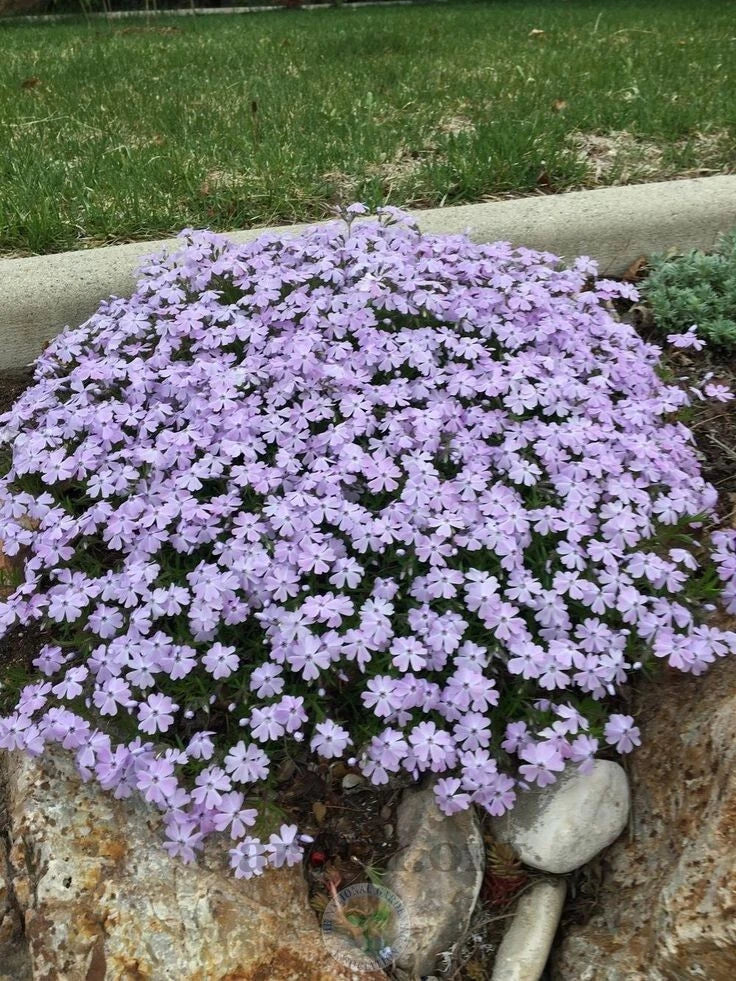 Creeping Phlox 4" Pot Emerald Blue Groundcover Phlox subulata - Versatile Perennial for Rock Gardens & Erosion Control