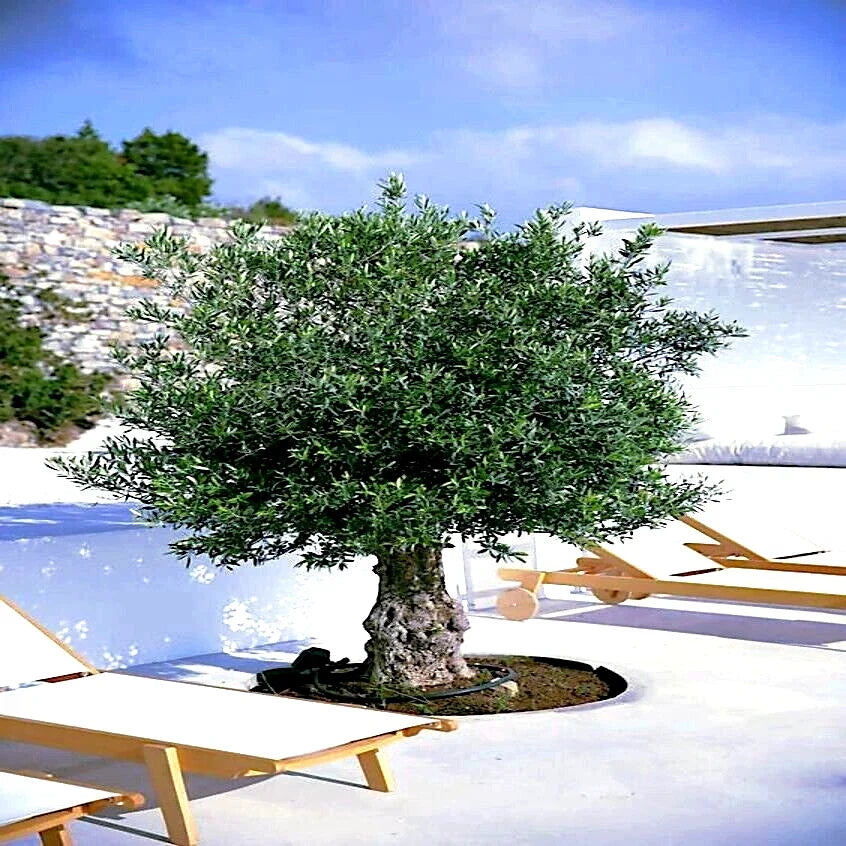 Canino Olive Tree Seeds - Olea europaea - Edible Fruit Plant for Gardening and Landscaping