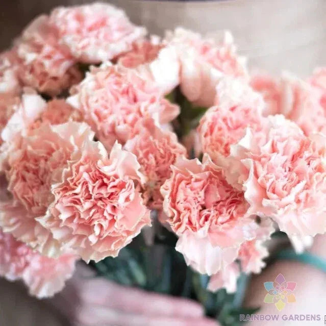 Squier Pink Carnation Seeds - 200+ Pack Dianthus caryophyllus for Garden, Flower Bed, Container Planting, Pink Perennial Seeds