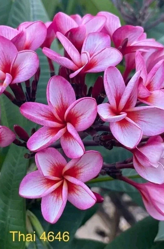 Pink Thai Plumeria Plant - Rooted 3-Inch Pot - Fragrant Tropical Flowering Shrub - Plumeria rubra