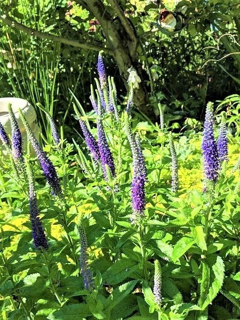 Speedwell Plants - Perennial "Royal Candles" Veronica - Bright Blue Flowering Garden Plants - Live 10 Pack