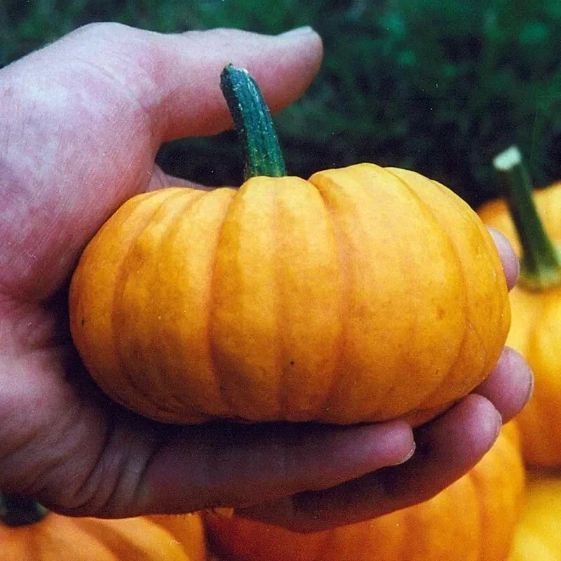 Jack Be Little Pumpkin Seeds - Organic Non-GMO Heirloom Seeds for Small Decorative Pumpkins - Cucurbita pepo, 30+ Seeds