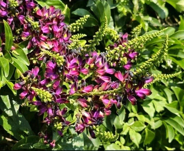 Evergreen Wisteria Rooted Clipping 2 Gallon – Wisteria frutescens Purple Blooms, Fragrant, Hardy Garden Plant