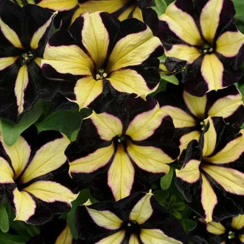 Black Yellow Petunia Seeds – 50 Pack for Containers, Hanging Baskets & Window Planters – Petunia x hybrida