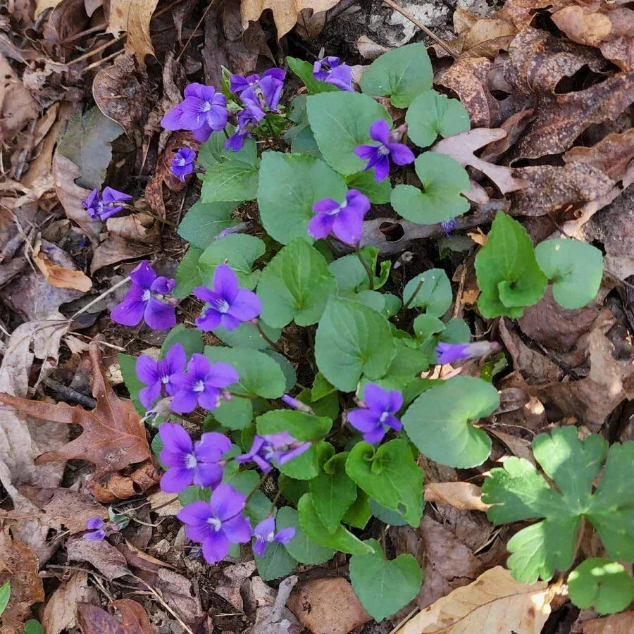 Blue Garden Violet Bare-Root Bulbs | Viola rotundifolia | Perennial Flowering Plant for Borders, Rock Gardens & Landscaping