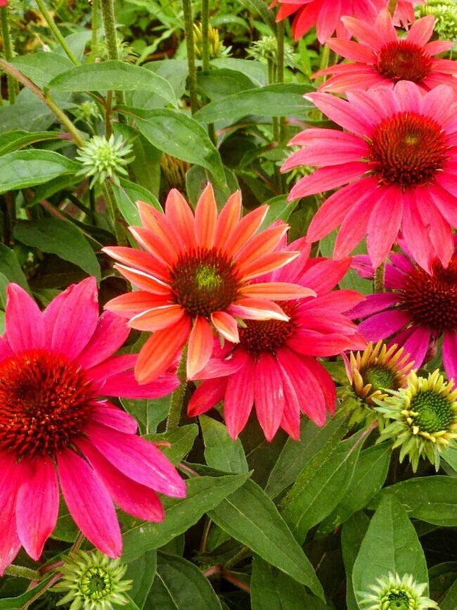 50 Coneflower Seeds - Echinacea purpurea Perennial Flower Seeds for Garden, Pollinator Attracting, USA Grown