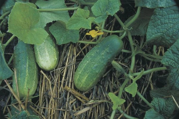 Cucumber Seeds Pack of 50 | Calypso Pickling Cucumis sativus | Organic, Disease-Resistant, Crunchy for Home Gardening