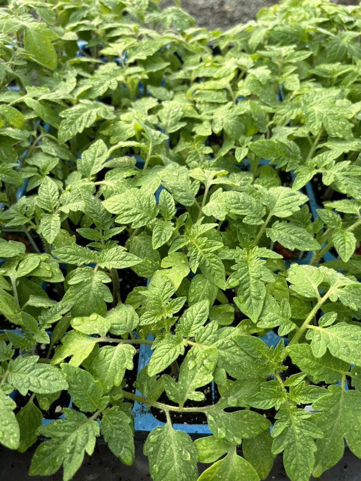 Roma Tomato Live Plants – Lot of 4 – 6-10 Inches – Solanum lycopersicum – Fresh Homegrown Vegetables for Garden, Sauce & Salad