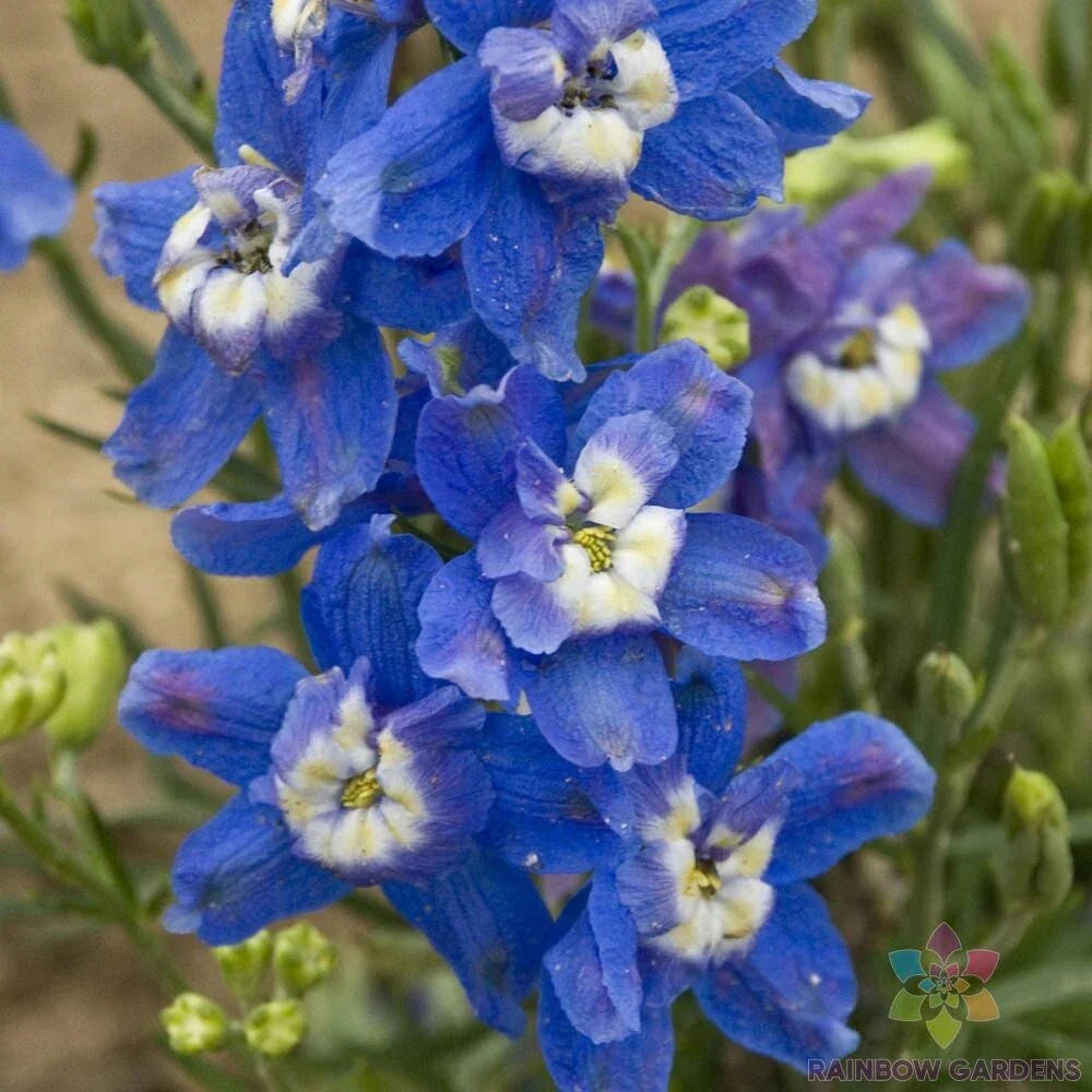 Delphinium Seeds - Summer Cloud Variety - Blue & Purple Flowers - Delphinium elatum - Perennial Garden Planting, Free Shipping