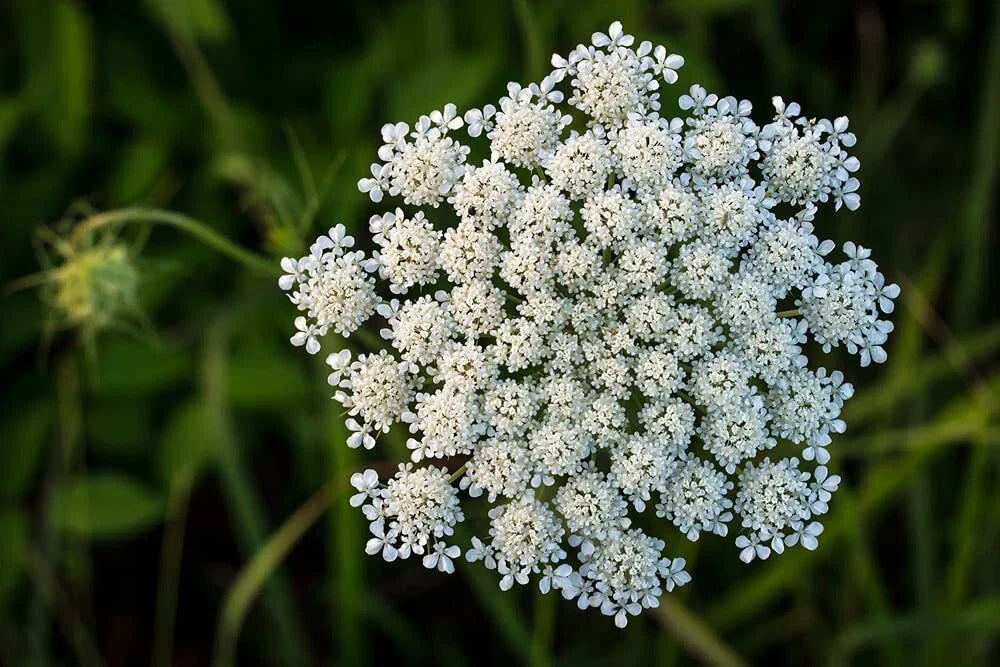 Queen Anne's Lace Seeds - 250 Non-GMO Seeds - Daucus carota - USA Made - Flowering Garden Planting