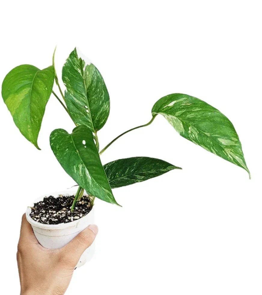 Albo Pothos Rooted Cutting - Rare Variegated Epipremnum Pinnatum Indoor Houseplant for Home Decor