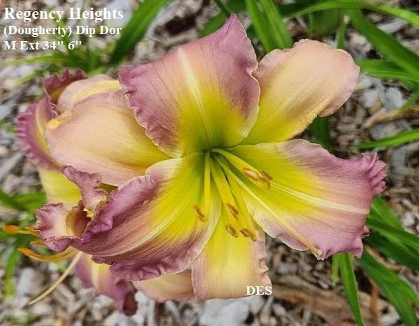 Daylily Live Plant - Regency Heights Variety - Vibrant Blooms - Hemerocallis - Hardy Perennial for Gardens