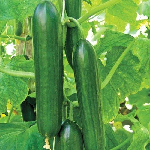 Cucumber Seeds Pack 50+ Ashley Long Heirloom Non-GMO Cucumis sativus Vegetable Seeds