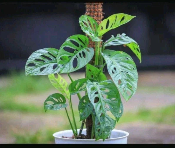 Monstera adansonii Cuttings - 3 Healthy Swiss Cheese Plant Clippings - Adanson's Monstera Perennial Vine for Indoor & Outdoor Growth