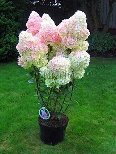 Vanilla Strawberry Hydrangea Cuttings - 5+2 Free Unrooted Fresh Hydrangea paniculata Garden Plants