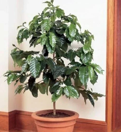 Rooted Arabica Coffee Bean Starter Plant – Coffea arabica – Easy-to-Care-For Coffee Plant for Home Garden and Coffee Enthusiasts